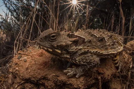 The coast horned lizard (Phrynosoma blainvillii) depends on chaparral habitat to survive. It has declined across much of its range due to habitat loss, whether from development or invasion of non-native grasses. After fires, non-native grasses often fill in habitat and create problems for the species.