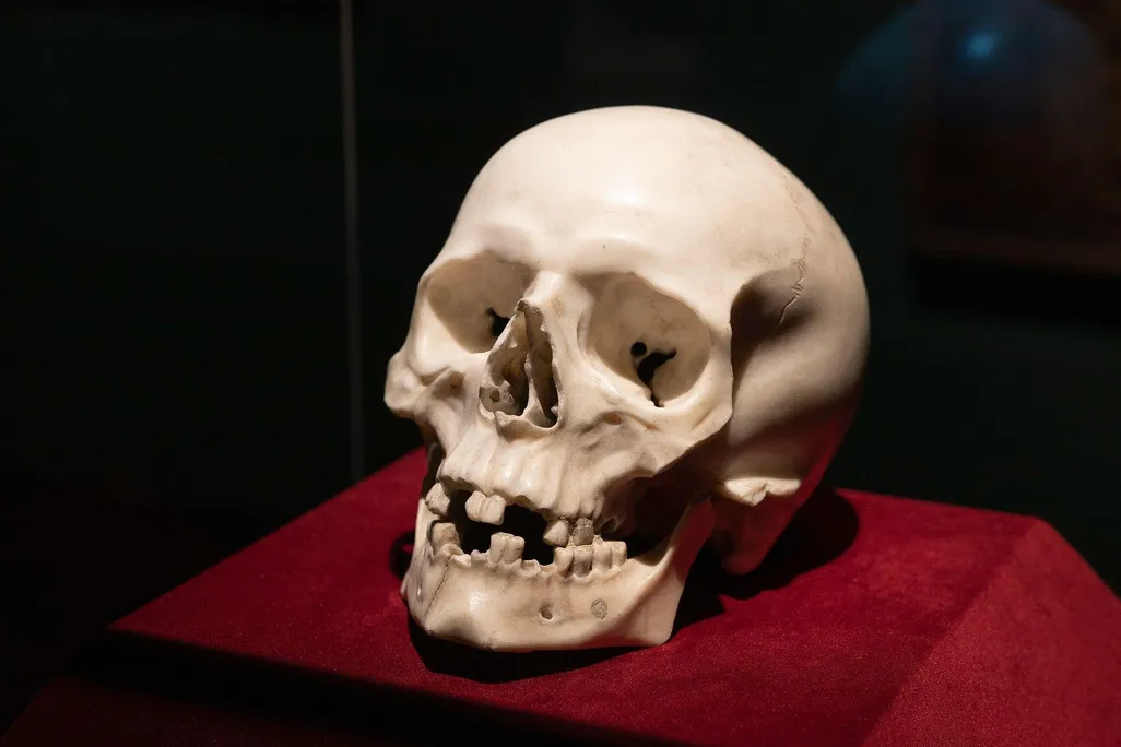 A marble skull sculpted by Bernini