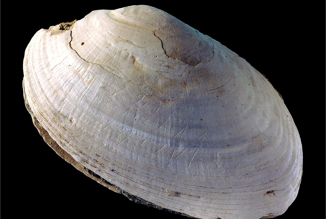 Zigzags on a Shell From Java Are the Oldest Human Engravings