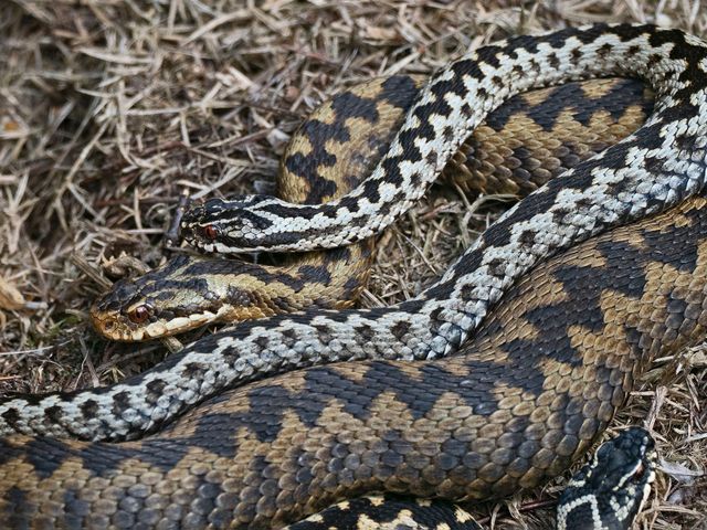 A male (silver) and female (brown) common European adder meet prior to mating. Scientists are just beginning to understand female sexual anatomy in snakes.