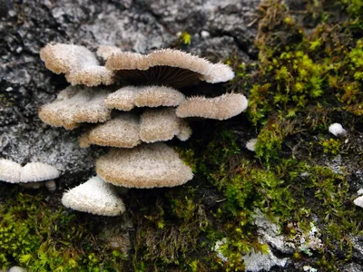 Perhaps the most prolific of the group, split-gill mushrooms produced &quot;remarkably diverse&quot; signal patterns.