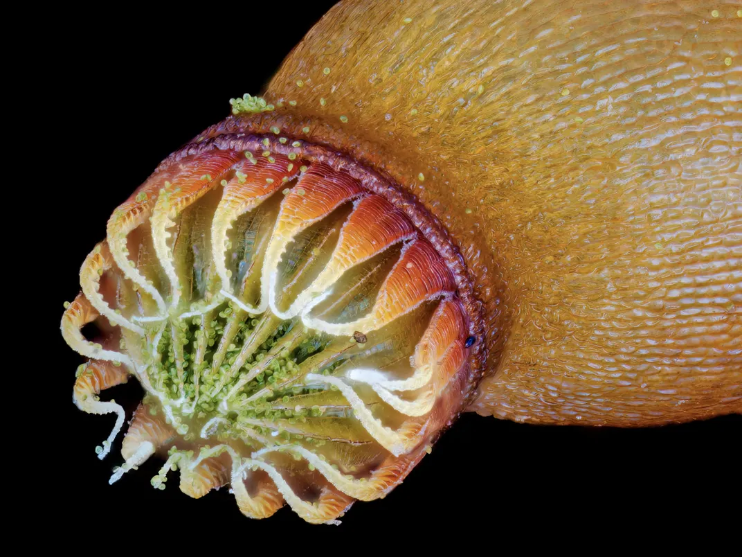 Close-up shot of spore-producing moss plant