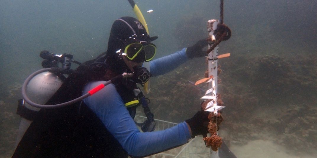 Smithsonian Conservation Biology Institute scientists Mike Henley dives underwater at a coral nursery site where he examines growing corals.