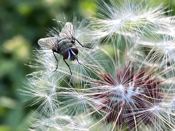 Fly on Dandelion Seed Head thumbnail