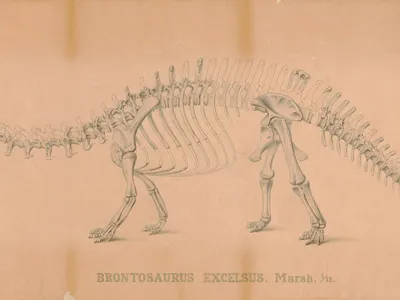 Brontosaurus skeleton sketch