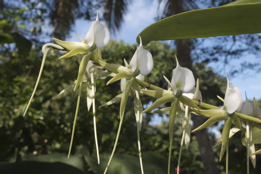 Wild orchids in the forests of northern Madagascar