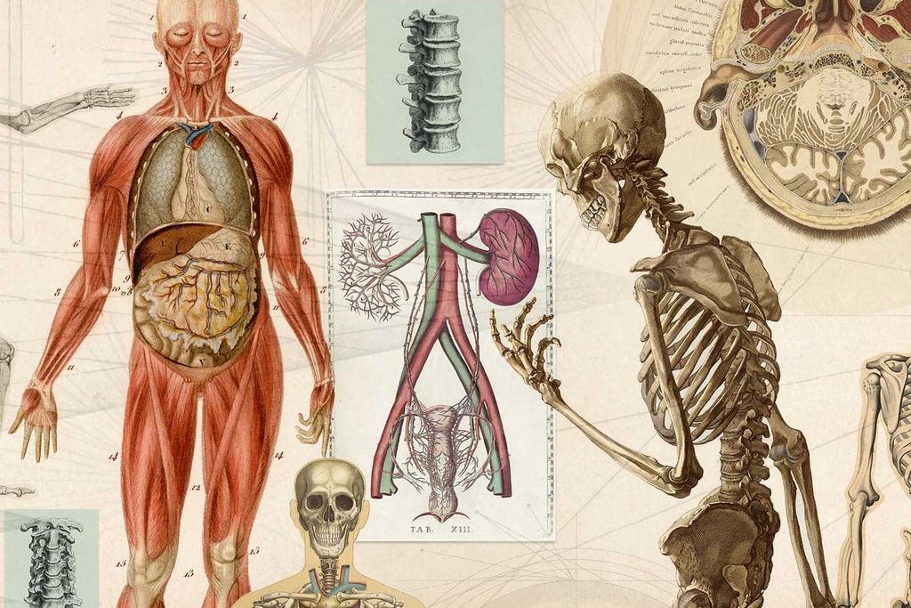 Human Skeleton and Other Organs