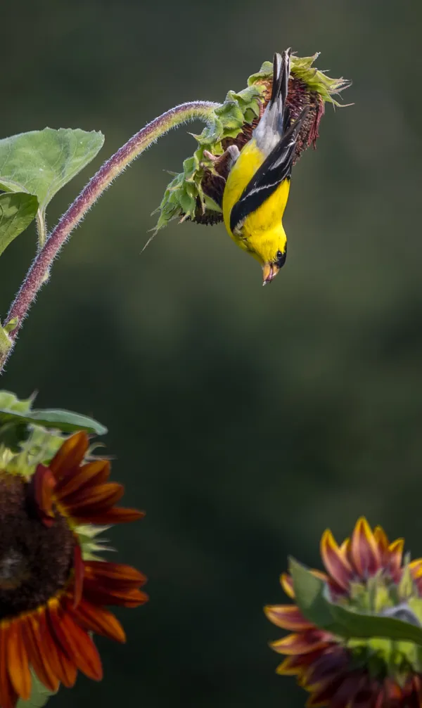 Which Way to Go thumbnail