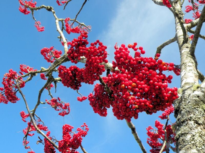 This is a close up photo of small round red winter berries on a tree ...