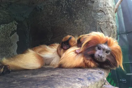 Izzy photographed with the two infants on her back on Friday, June 30.
