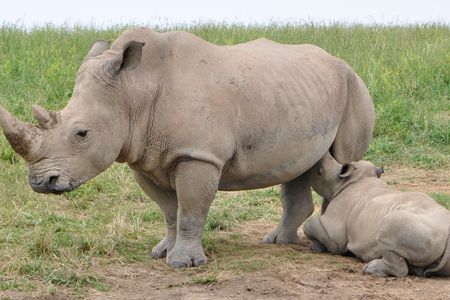 A mother rhino breastfeeding her baby