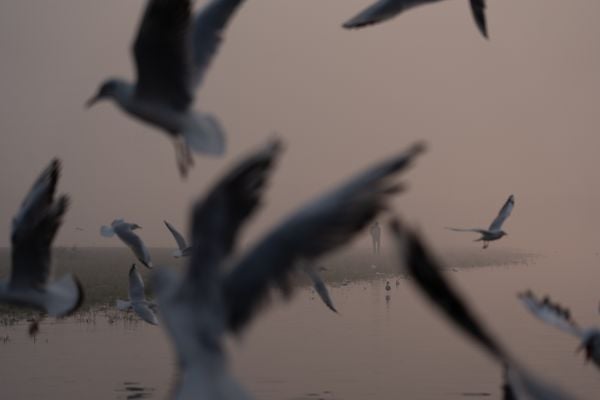 Feeding Birds in the Delhi Smog thumbnail