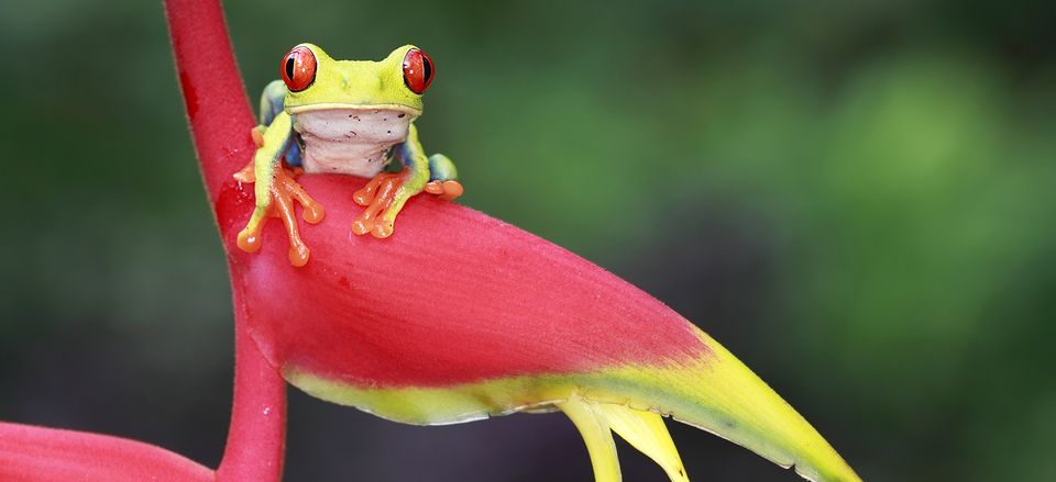  Tree frog, Costa Rica. Taken by Megan Lorenz. 