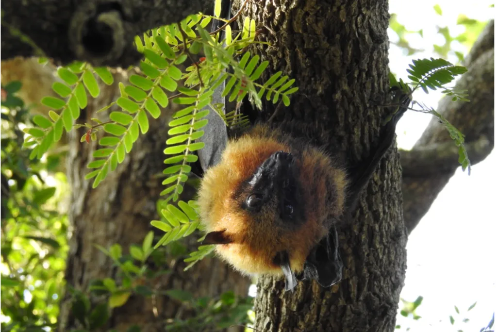 Flying Fox in a tree