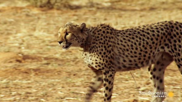 Preview thumbnail for Incredible: A Cheetah Sprints to Catch a Springbok