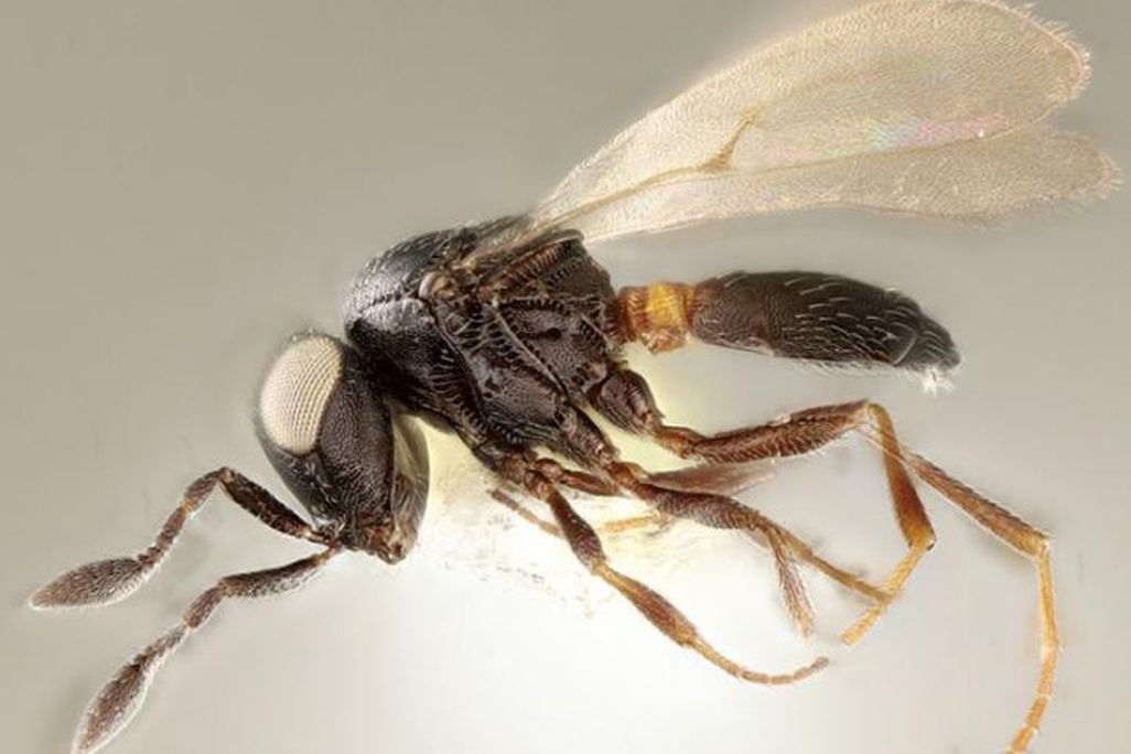 Wasp