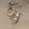 New Research Suggests Human-Like Footprints in Crete Date to 6.05 Million Years Ago icon