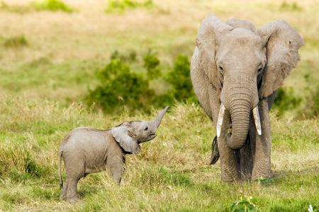 Elephants communicate in low rumbles, each listening for the resulting vibrations in the ground with their feet.