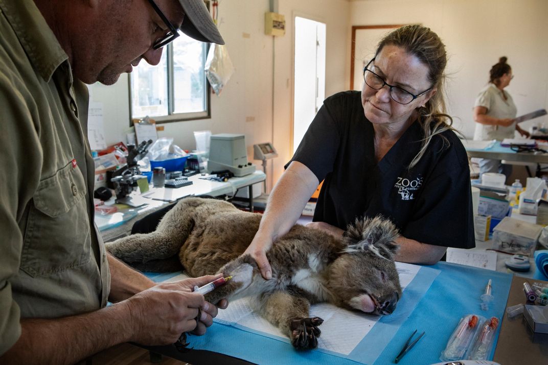 Oliver Funnell, a veterinarian at Zoos South Australia, and veterinary nurse Donna Hearn attend to an injured koala at the Wildlife Park.