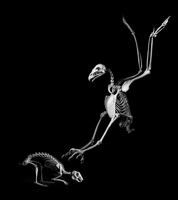 A golden eagle swoops for a rabbit.
