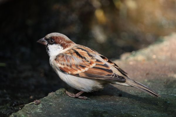 Spotted an Indian house sparrow while visiting Hazarduari palace, Murshidabad, West Bengal, India. thumbnail