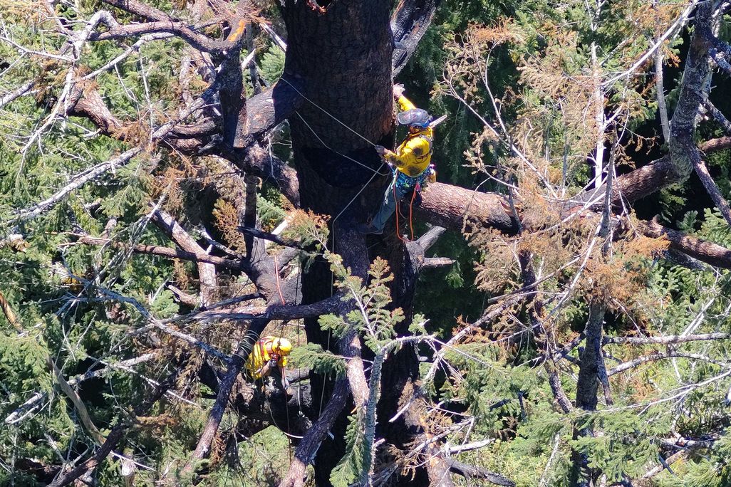 Arborist in tall tree