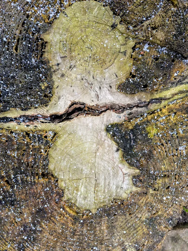 Natural design thumbnail