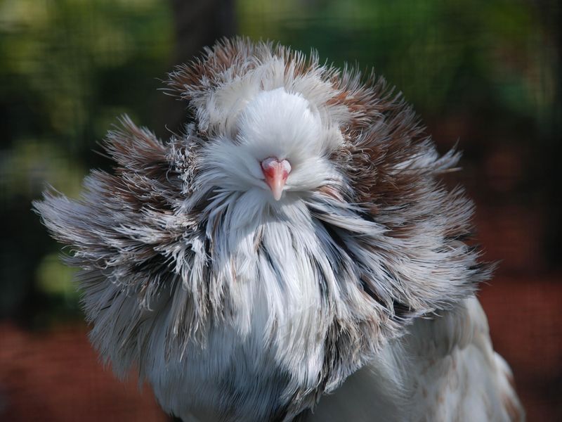 Even birds have a bad hair day Smithsonian Photo Contest