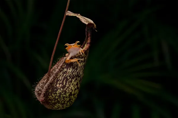 A Symbiotic Haven: Tree Frogs and Pitcher Plants thumbnail