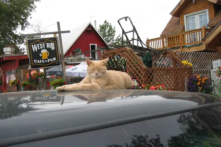 Stubbs poses on a car in a 2006 photo.