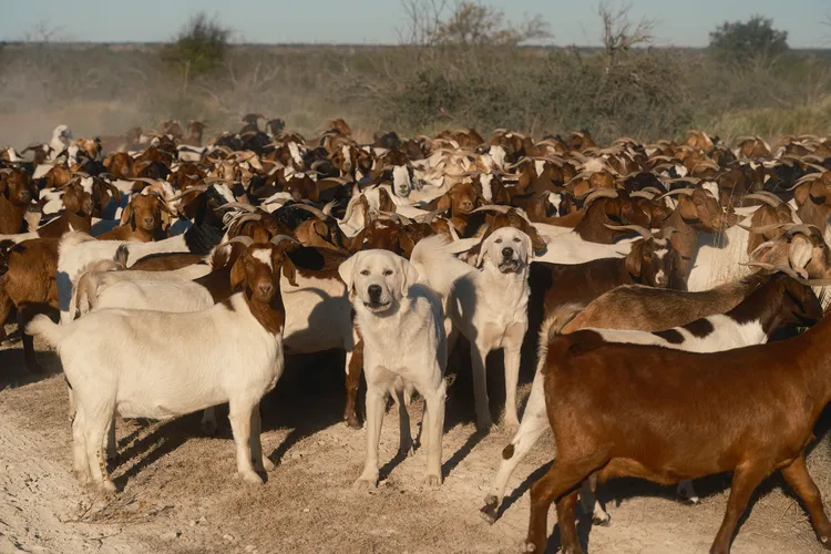 Two livestock guardian dogs, both akbash and Great Pyrenees mixes, stand among their flock at a ranch run by the prominent dog-breeding Buchholz family.