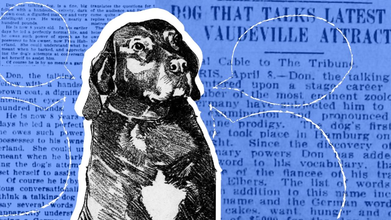 Ultimate Dog Tease Funny Talking Dog Talking Dog Hotsell