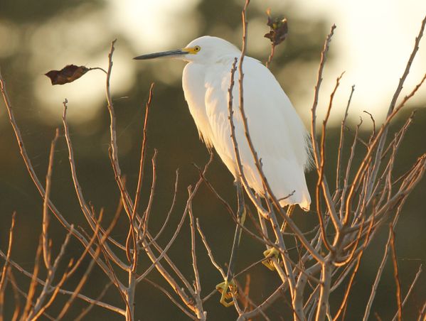 Snowy egret in morning light thumbnail