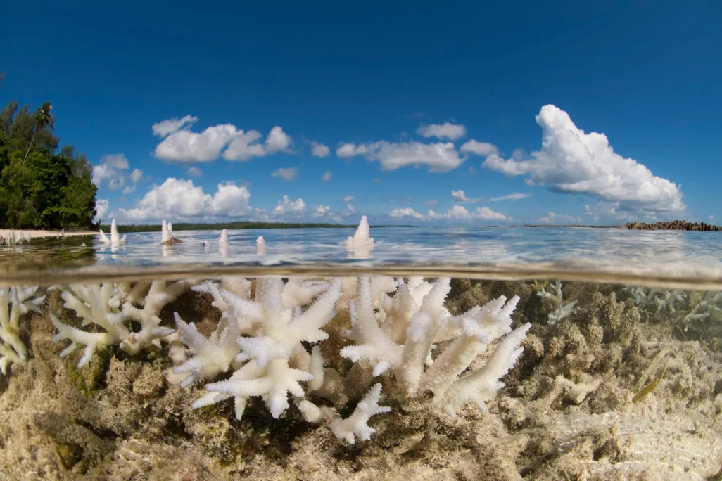 Bleached Coral