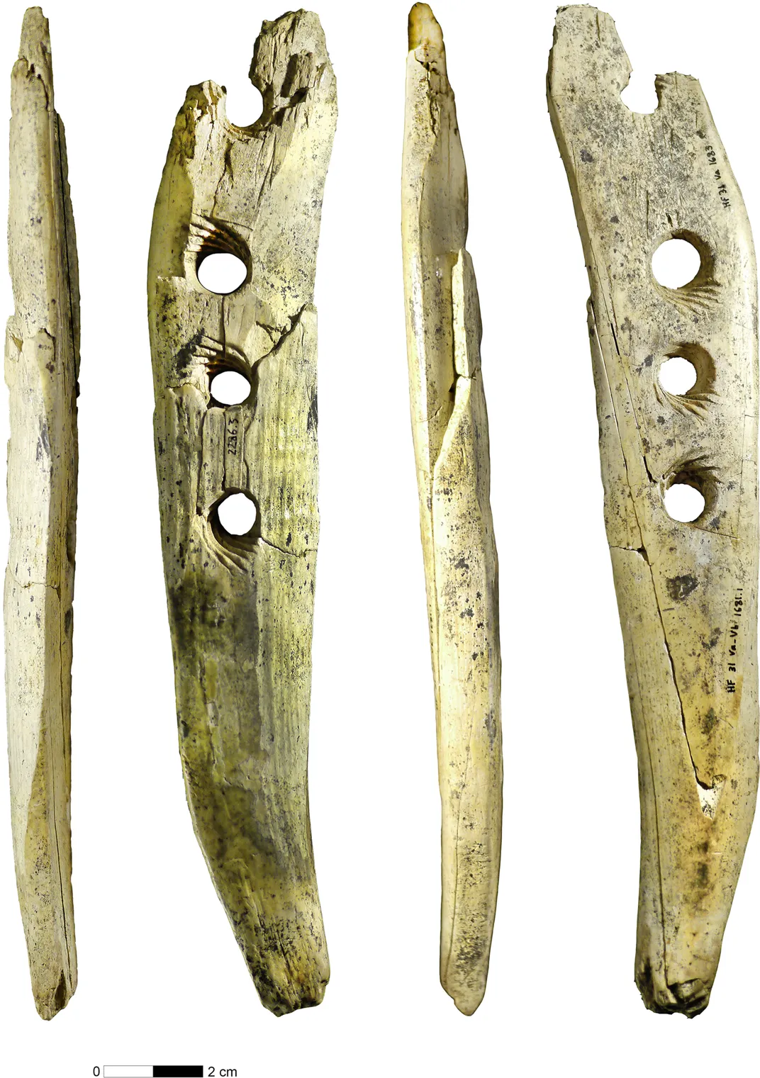 Four views of the ivory tusk found in the Hohle Fels Cave, shown in parallel.