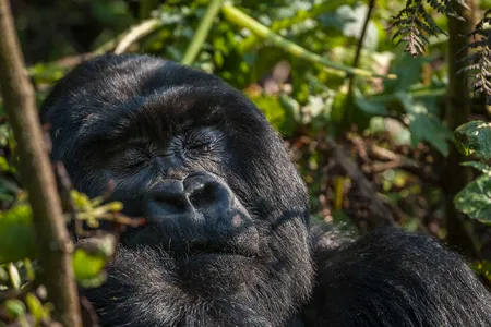 A gorilla sleeps in a forest in Rwanda.