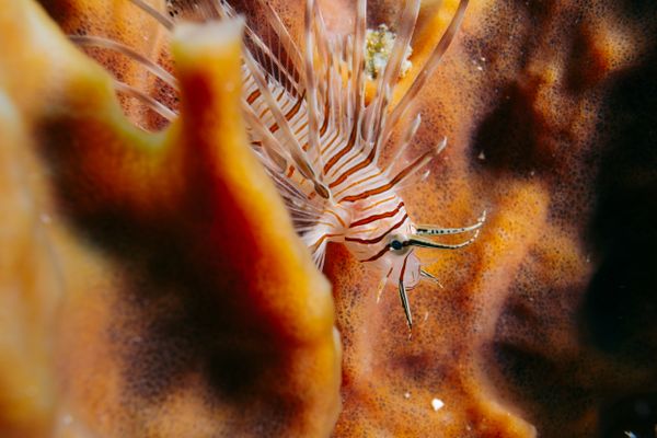 A lionfish rests among a sponge thumbnail