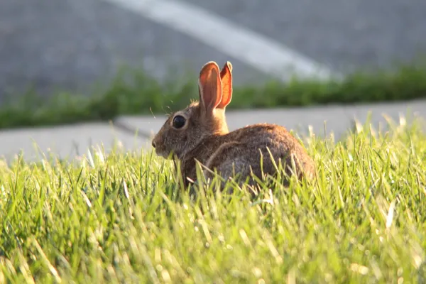 A Visiting Rabbit thumbnail