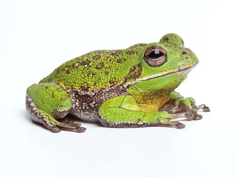 a green frog sits on a white surface