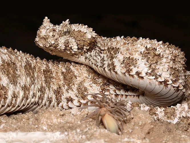 Spider-Tailed Horned Viper