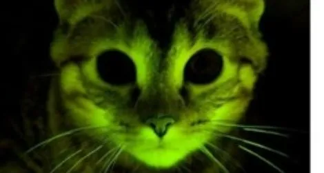 A glowing kitty may help in the fight against AIDS