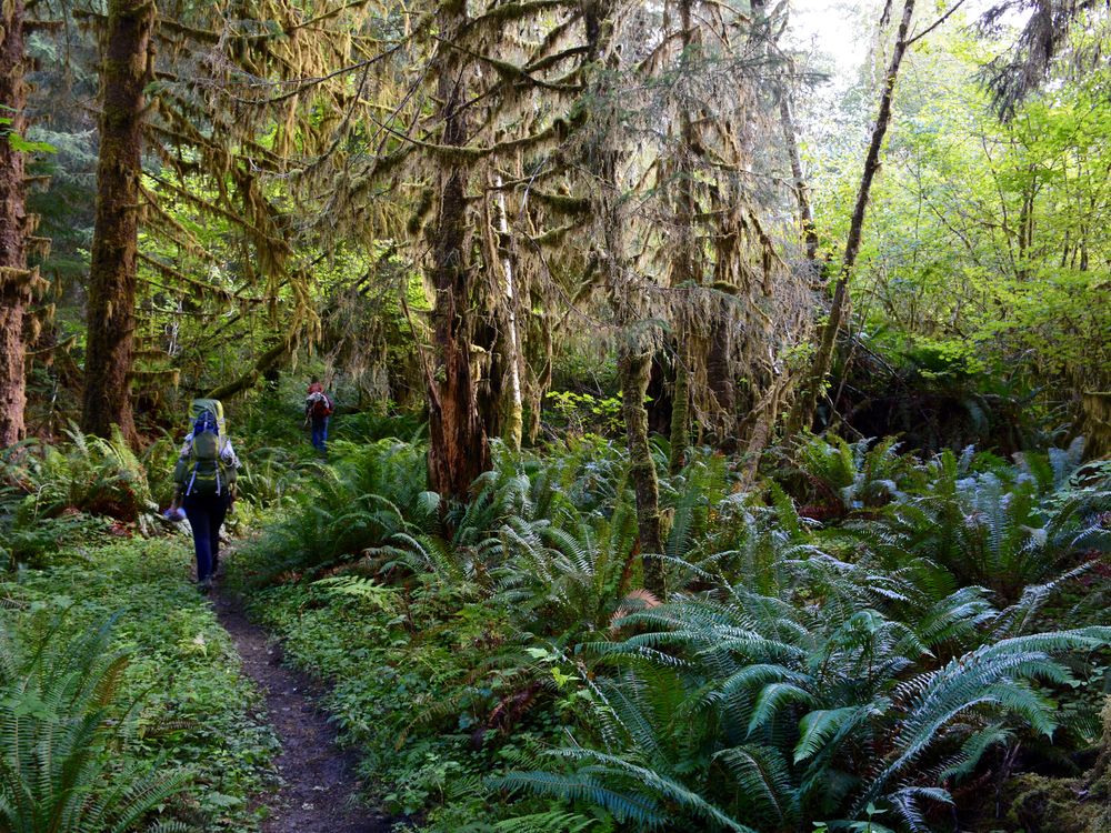 Backpacking the Hoh Rainforest | Smithsonian Photo Contest ...