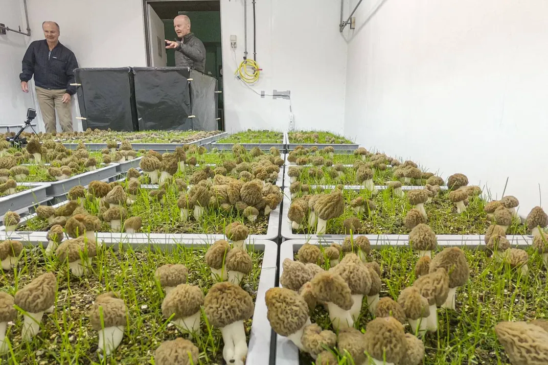 A picture of two males standing in an indoor space in front of which various tubs are growing morels.
