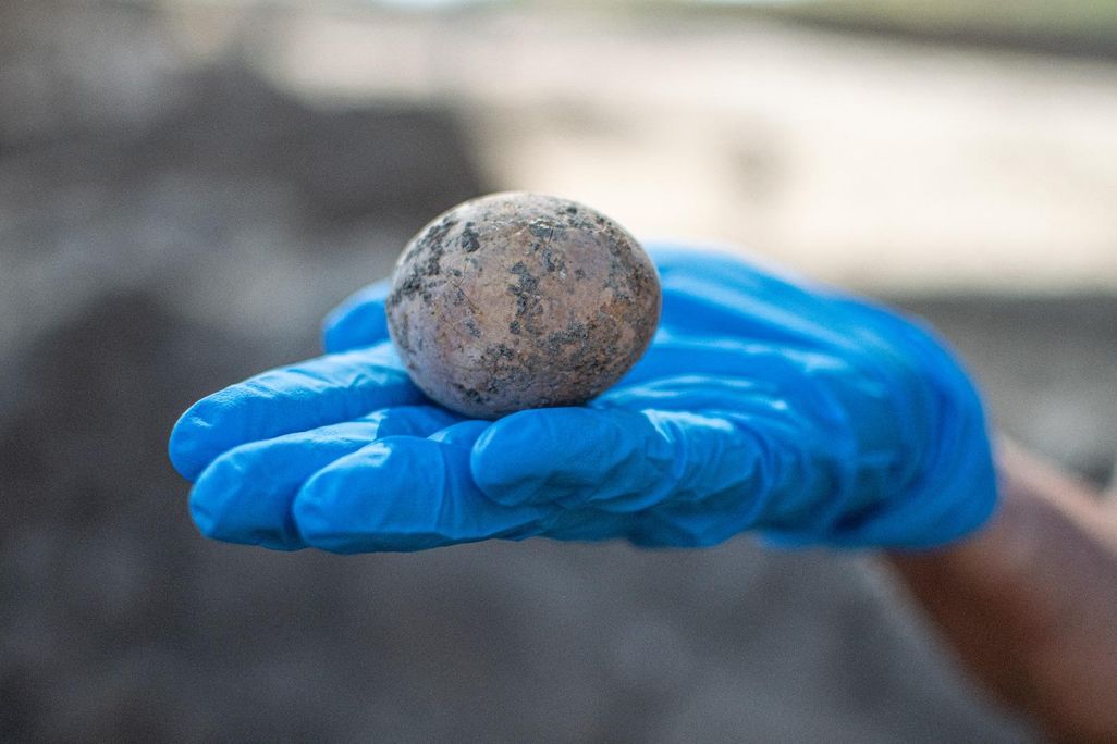 Intact chicken egg found in Israel
