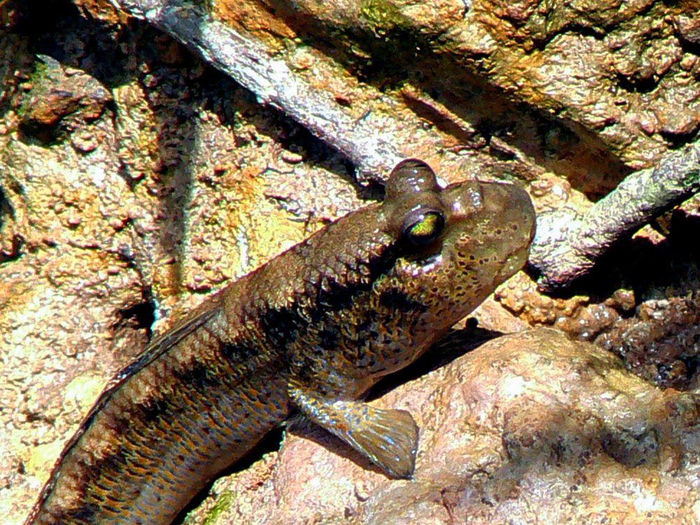 Tiktaalik roseae