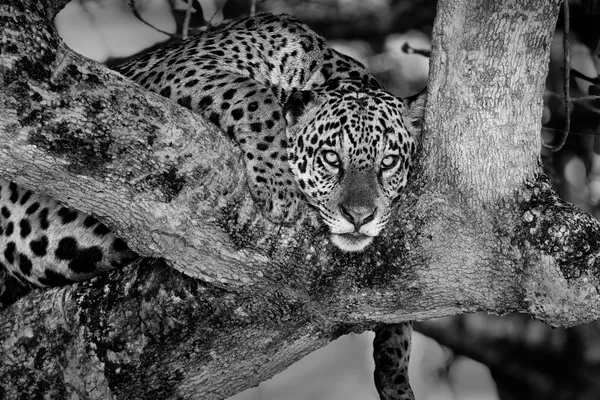 Restful Watcher thumbnail