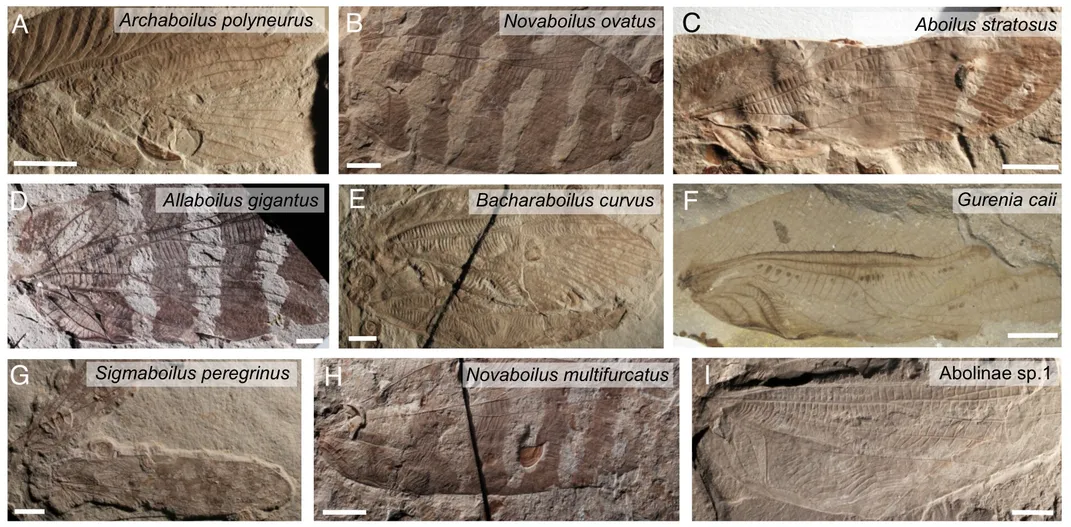 nine photographs of fossilized insect wings