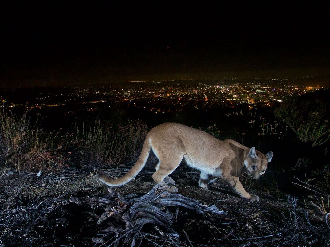 Mountain Lion At Night