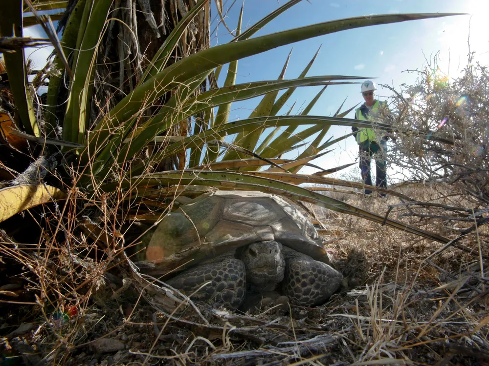 A California biologist watches an old male desert tortoise from a distance.