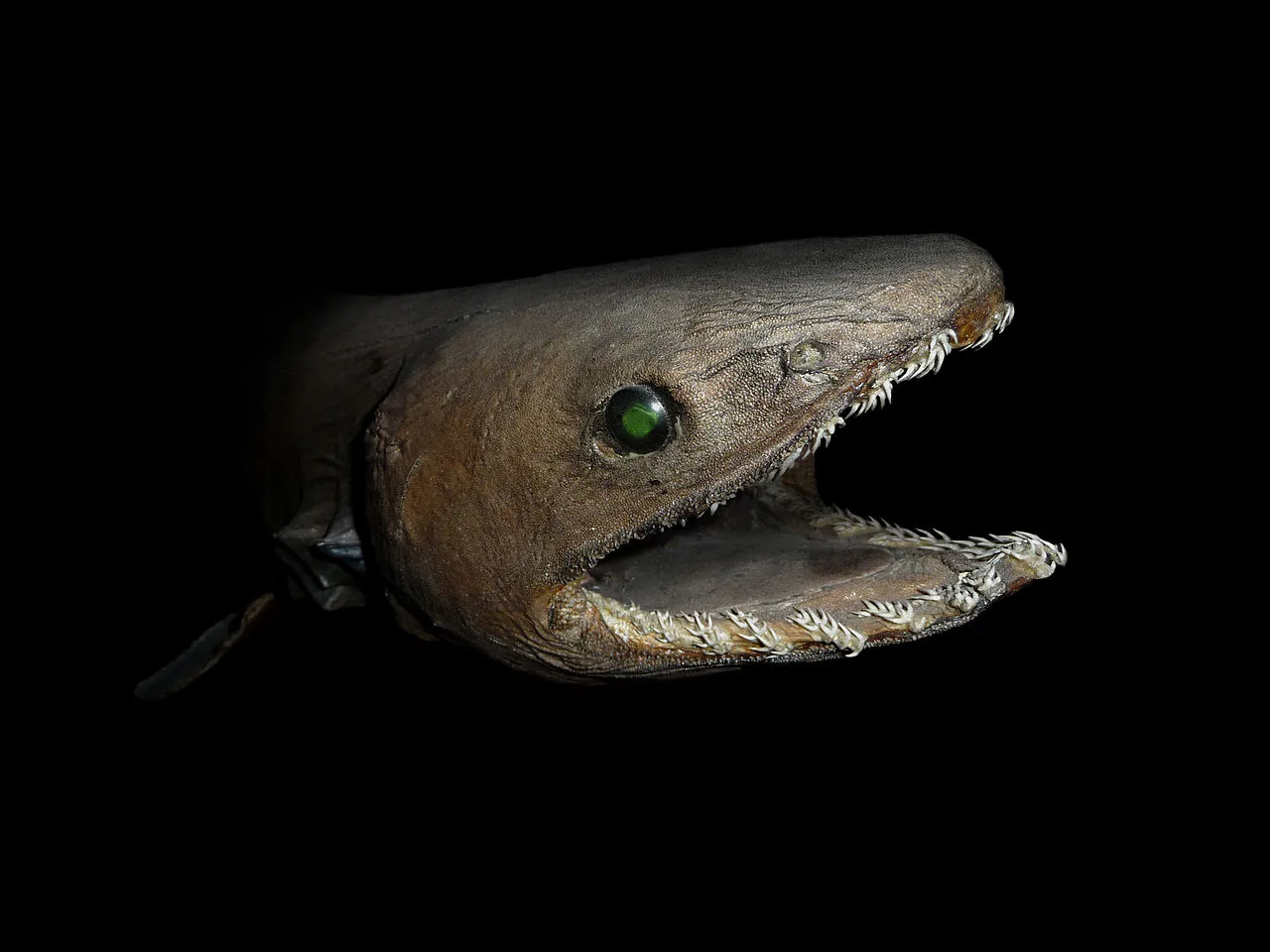 The Scariest Monsters of the Deep Sea | Science| Smithsonian Magazine